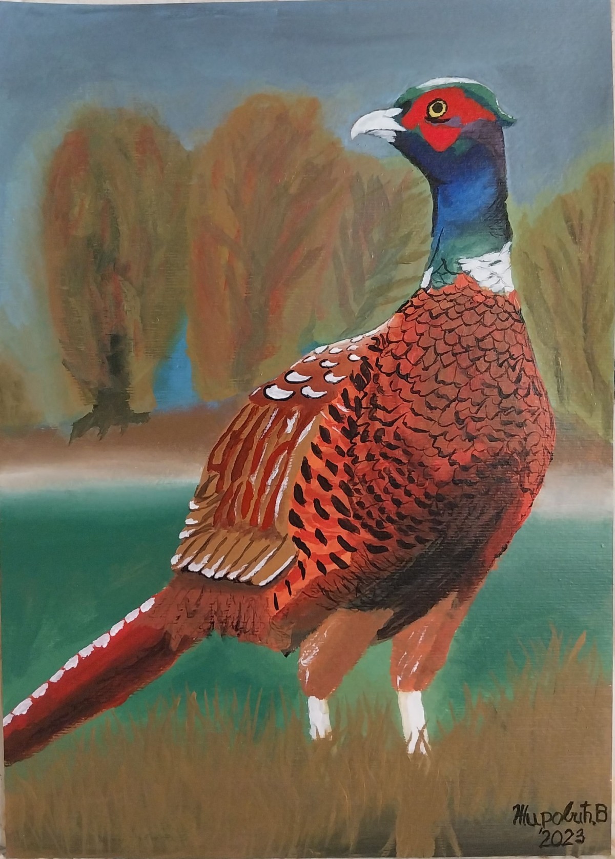 Pheasant in the field