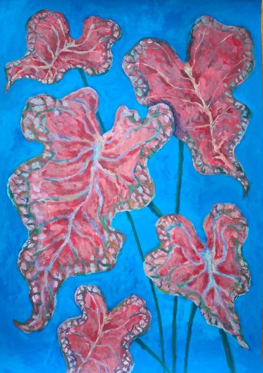 Pink symphony caladium by Dimitrije  Paštar