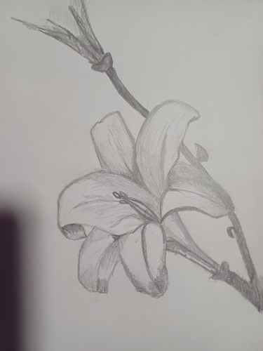Flower by Jelena Pavlović