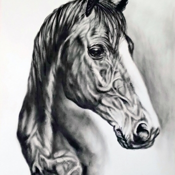 HORSE (Dry brush)
